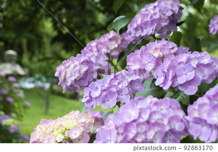 Hydrangea clusters coloring Kazahaya no Sato in early summer Hydrangea clusters coloring Kazahaya no Sato in early summer 92863170
