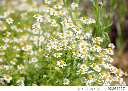 German chamomile flowers German chamomile flowers 92863237