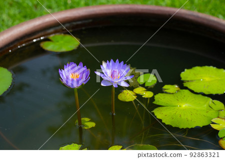 Beautiful blooming lotus flower with leaves, Purple Water lily 92863321