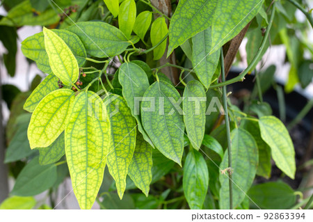 Fresh green leaves of tiliacora triandra plant - Stock Photo [92863394] -  PIXTA