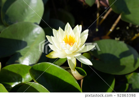 Beautiful blooming lotus flower with leaves, Waterlily pond Beautiful blooming lotus flower with leaves, Waterlily pond 92863398