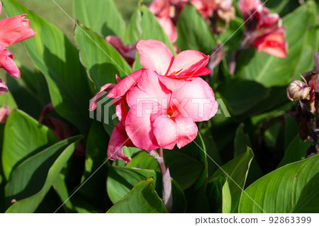 Beautiful canna flower with green leaves in the garden Beautiful canna flower with green leaves in the garden 92863399