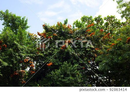 Bauhinia aureifolia or gold leaf bauhinia 92863414
