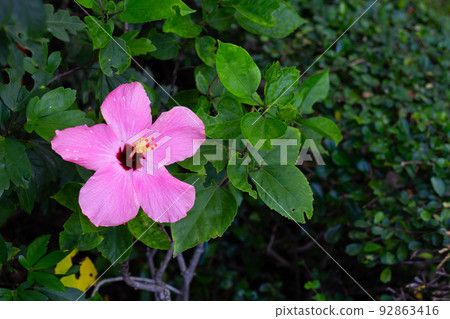 Blossom of pink hibiscus flower on tree 92863416
