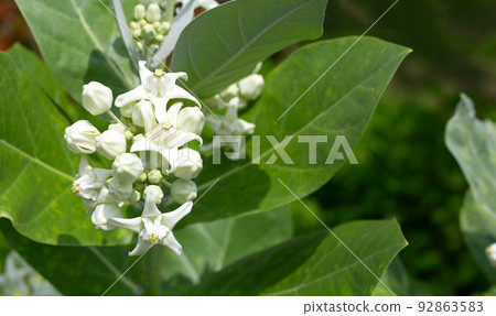 Crown flower or giant Indian milkweed or gigantic swallow wort tree 92863583