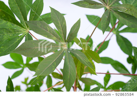Cassava leaves on white background. 92863584