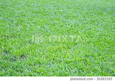 Fresh lawn grass. Beautiful green garden Fresh lawn grass. Beautiful green garden 92863585
