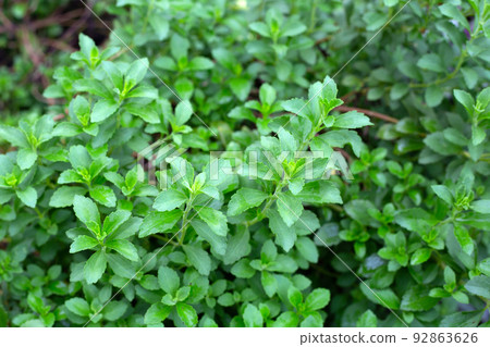 Green leaves of stevia plant 92863626
