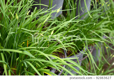 Fresh Chinese Chive leaves with flower 92863627