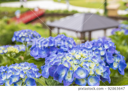 Hydrangea clusters coloring Kazahaya no Sato in early summer 92863647