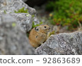 Pika meditating on a rock 92863689