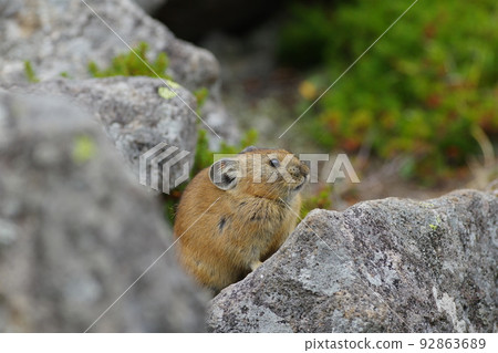 鼠兔在岩石上冥想 92863689