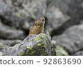 Pika howling on a rock 92863690