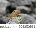 Ezo pika on guard on a rock 92863691