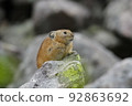 Ezo pika on guard on a rock 92863692