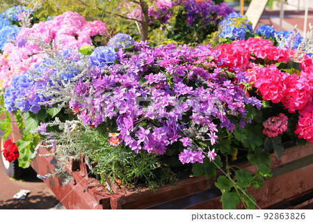 hydrangea flower 92863826