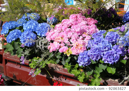 hydrangea flower hydrangea flower 92863827
