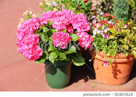 hydrangea flower hydrangea flower 92863828