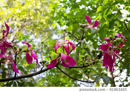 Blossom pink flower of silk floss tree chorisia 92863885