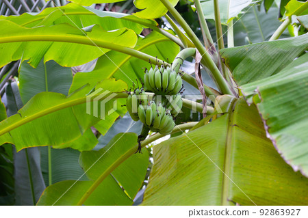 Bunch of raw green bananas 92863927