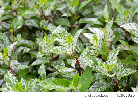 White green and pink of hibiscus leaves White green and pink of hibiscus leaves 92863929