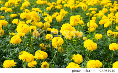 Yellow marigold flower in garden 92863930
