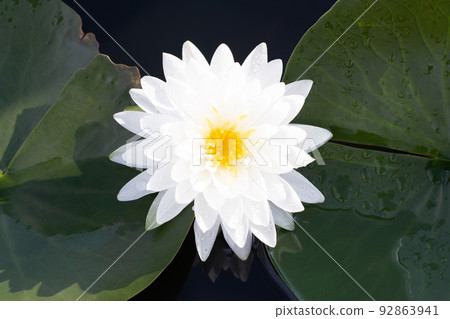 Beautiful blooming lotus flower with leaves, Waterlily pond 92863941
