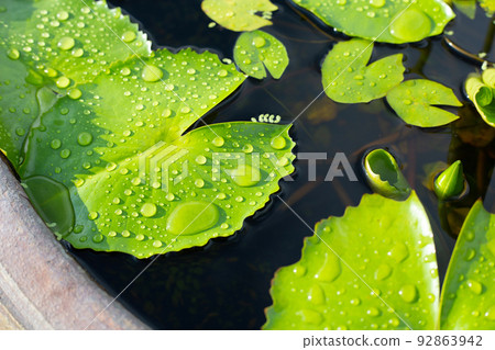 Lotus leaves, Water lily pond 92863942