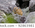 Ezo pika resting between rocks 92863981