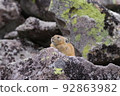 Pika sunbathing on a rock 92863982