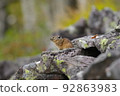 Ezo pika on guard on a rock 92863983