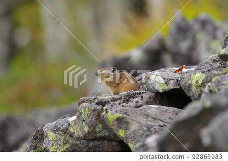 Ezo pika on guard on a rock 92863983