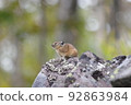 Ezo pika on guard on a rock 92863984