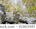Pika meditating on a rock 92863985