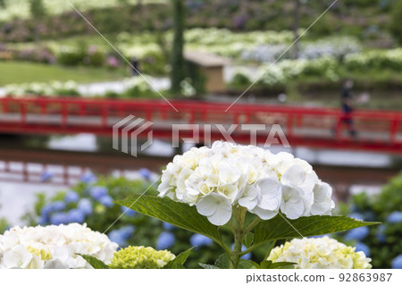 Hydrangea clusters coloring Kazahaya no Sato in early summer Hydrangea clusters coloring Kazahaya no Sato in early summer 92863987