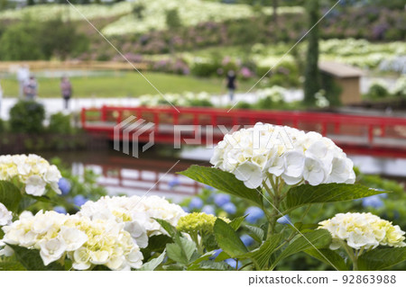 Hydrangea clusters coloring Kazahaya no Sato in early summer Hydrangea clusters coloring Kazahaya no Sato in early summer 92863988