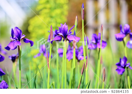 鳶尾花藍紫 92864135