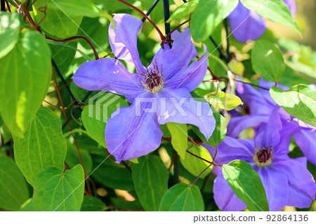 Clematis flower Clematis flower 92864136
