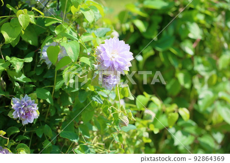 Clematis flower 92864369
