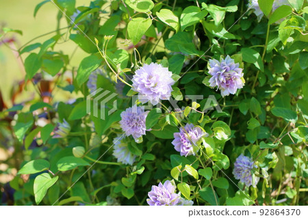 Clematis flower Clematis flower 92864370
