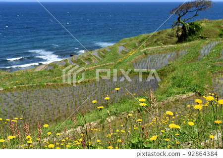 白米senmaida(石川縣輪島市) 白米senmaida(石川縣輪島市) 92864384