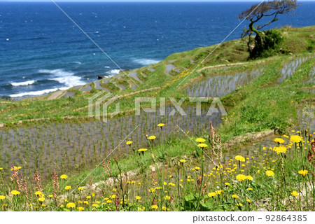 白米senmaida(石川縣輪島市) 白米senmaida(石川縣輪島市) 92864385