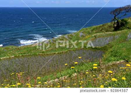 白米senmaida(石川縣輪島市) 白米senmaida(石川縣輪島市) 92864387