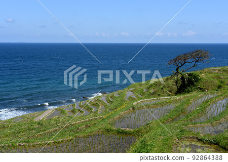 白米senmaida(石川縣輪島市) 白米senmaida(石川縣輪島市) 92864388