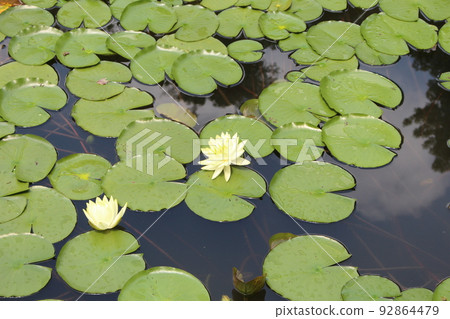 蓮花中的蓮花 蓮花中的蓮花 92864479