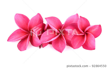 Pink Frangipani flowers isolated on white background 92864550
