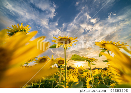 "Saitama Prefecture" Sunflowers and a dynamic evening sky, Minuma Rice Field 92865398