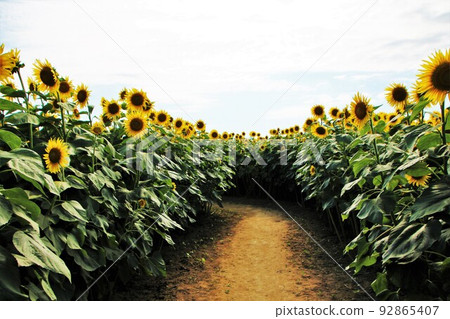 Sunflower field road 92865407