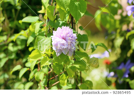 Clematis flower Bell of Woking 92865495