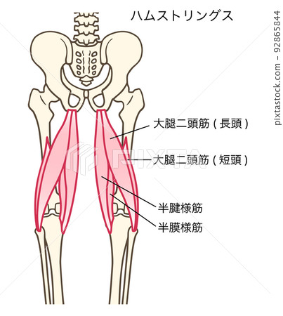 大腿二頭筋腱